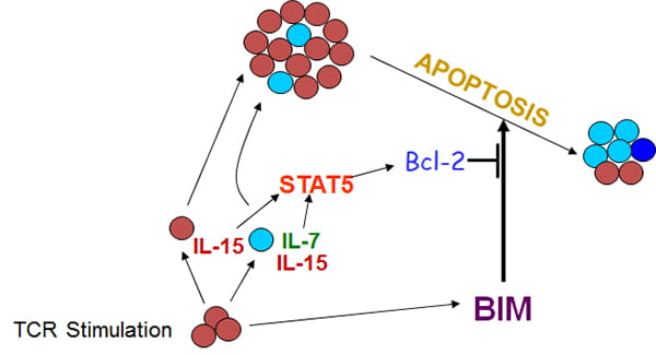 A cytokine-Stat5-Bcl-2 pathway antagonizes Bim
